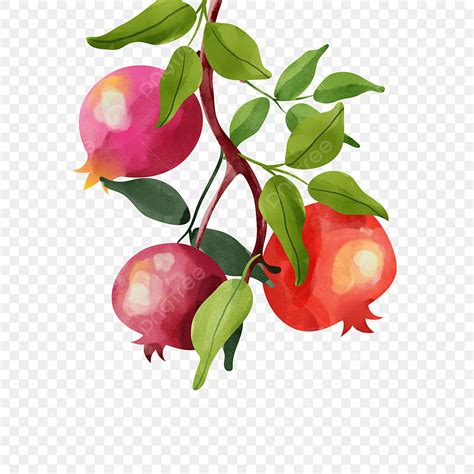 Pomegranate Fruit Clipart Transparent Background Pomegranate Fruit