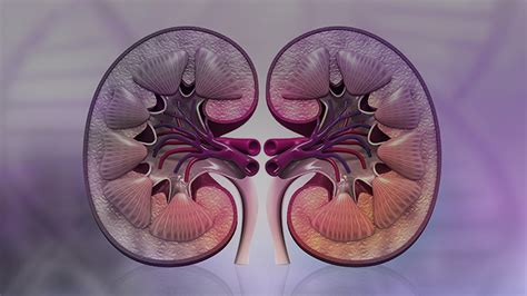 CME; IgAN, IgA Nephropathy, Proteinuria, PROTECT, Sparsentan