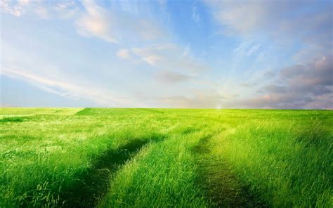 Grass Field Wallpapers Top Free Grass Field Backgrounds Wallpaperaccess