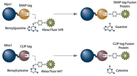 Figure 1 1 From AN IN VITRO SINGLE MOLECULE FLUORESCENCE ASSAY TO STUDY