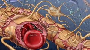 Cracking the blood-brain barrier with magnetic nanoparticles | Lunatic ...