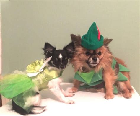 Peter Pan Peter Pan Dog Costume Peter Pan Dog Outfit Robin - Etsy