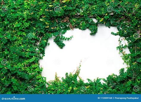 De Groene Installatie Van De Klimplant Op Witte Muur Stock Foto Image