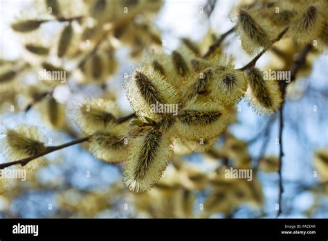 Yellow Pussy Willow Branches In Spring Nature Stock Photo Alamy