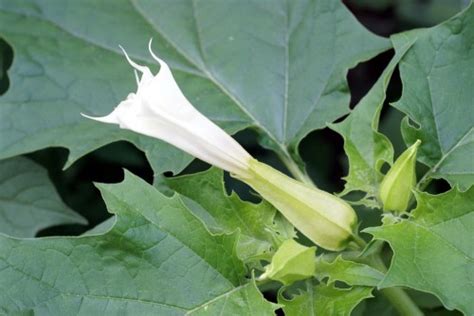 Дурман обыкновенный (Datura stramonium L.) - лекарственное, ядовитое ...