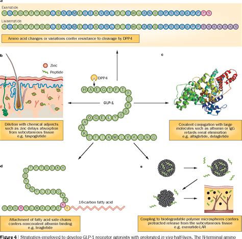 Glucagon-Like Peptide-1 Receptor | Semantic Scholar