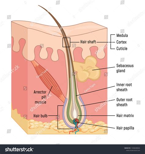 298 Dermal papilla Images, Stock Photos & Vectors | Shutterstock