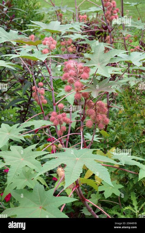 Castor Bean Plant Ricinus Communis Called African Woner Tree Castor