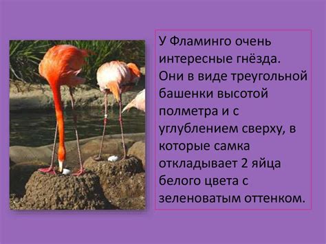 Розовый фламинго. Красная книга - презентация онлайн