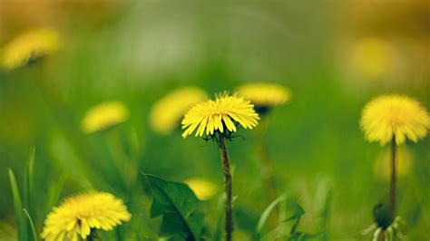 Wallpaper Yellow Dandelions Flowers Macro Photography Spring 1920x1200