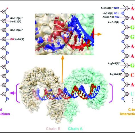 Ligand Bound Ectodomain Structure Of Tlr3 Center Panel Shows The Dsrna