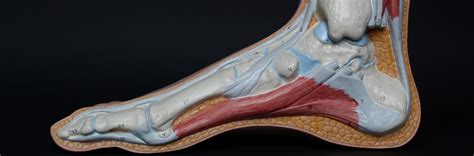 Bone spur surgery | Musculoskeletal Issues articles | Body & Health ...