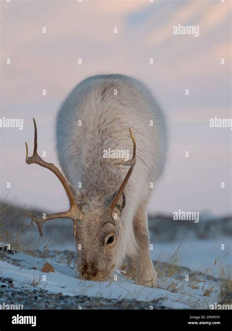 Female Svalbard Reindeer Rangifer Tarandus Platyrhynchus Near