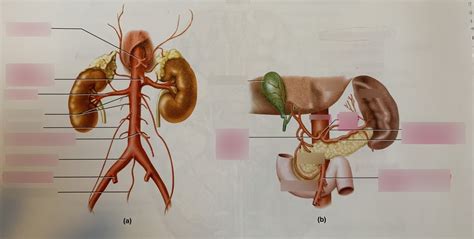 Abdominal Arteries Diagram Quizlet