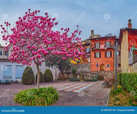 Magnolia In Blossom Castagnola Lugano Switzerland Stock Photo