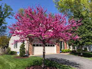 Plant Oklahoma Redbud Tree for Its Spring Flowers, Small Size and ...