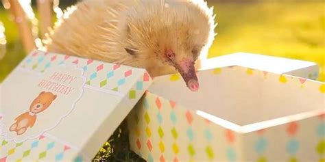 Albino Echidna Celebrates His Birthday - The Dodo