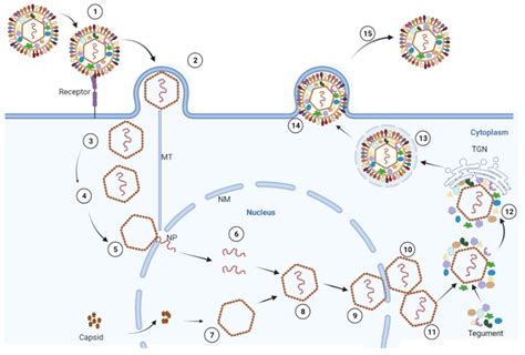 The Replication Cycle Of Prv After Adsorption 1 And Penetration 2 Download Scientific