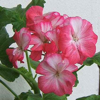 Пеларгонии