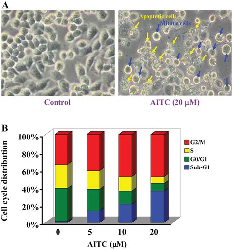 Erk Modulated Intrinsic Signaling And G2m Phase Arrest Contribute To