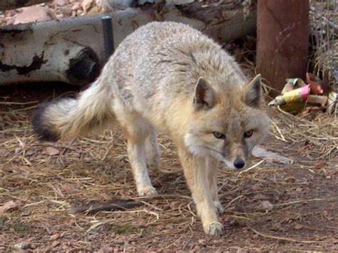 Fox Eye Color Understanding The Genetics Behind Their Colors