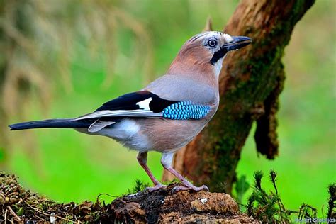 De Gaai Een Grote Bosbouwer Vroege Vogels Bnnvara