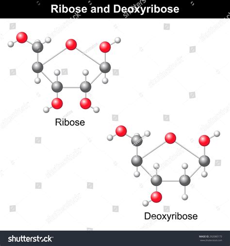 Ribose And Deoxyribose Molecular Structures, Dna And Rna Components, 3d ...