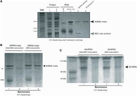 The Use Of His Ms Coat Protein Simplifies The Rna Purification