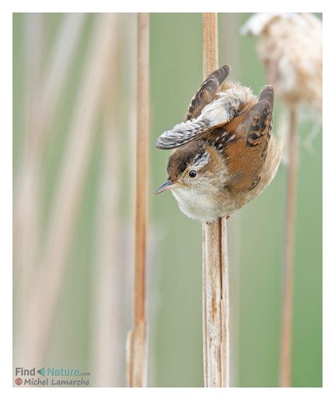 Findnature Photos Troglodyte Des Marais Marsh Wren