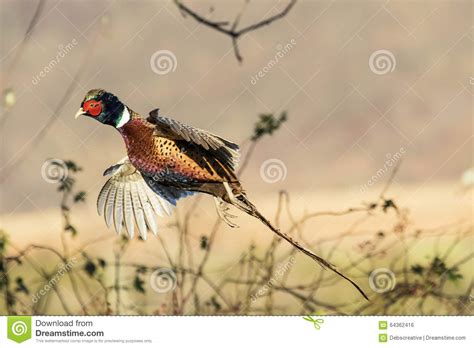 Pheasant In Flight Stock Photo Image Of Farm Blue Green 64362416