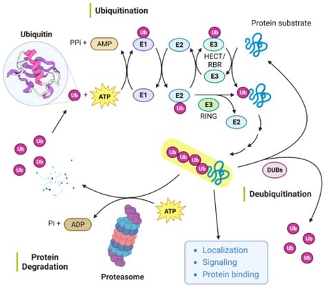 Ubiquitination And Cbl