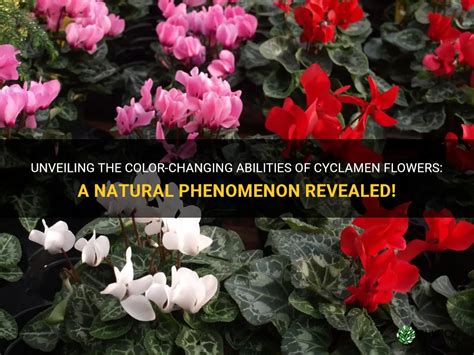 Unveiling The Color-Changing Abilities Of Cyclamen Flowers: A Natural ...