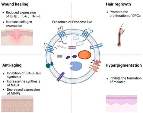 Frontiers Exosomes Based Advancements For Application In Medical