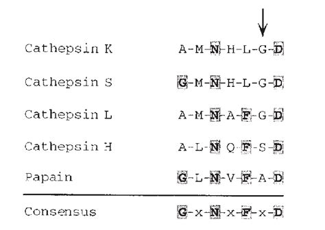 Alignment of conserved motif from the pro region of several members of ... 