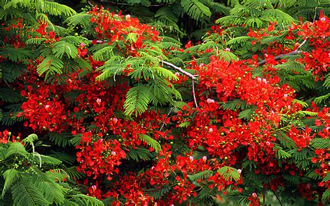 El Árbol de Flamboyán in Puerto Rico Discover the Beauty and Culture of ...