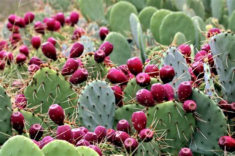 Los secretos detrás de la tuna la fruta mexicana Ruraltv