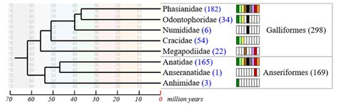 Galloanserae Bird Phylogeny