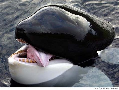 Memory of Keiko - Free Willy Photo (17724566) - Fanpop