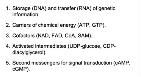 Nucleotide Metabolism Flashcards | Quizlet 
