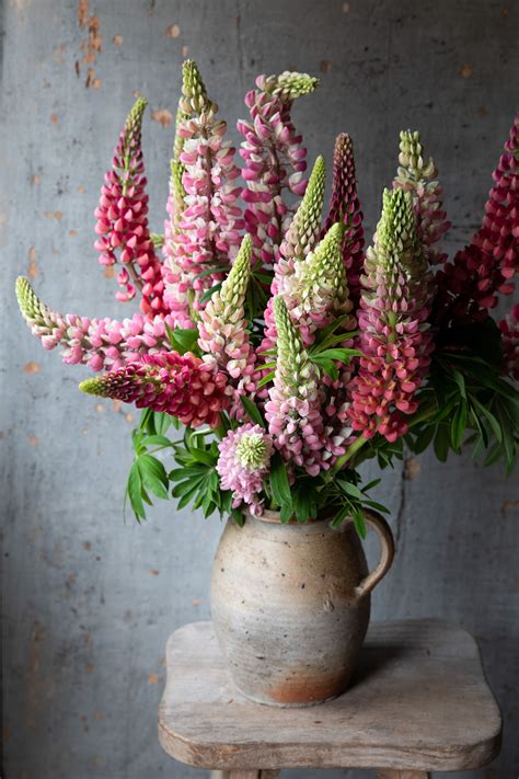 Lupins In An Earthenware Pot Beautiful Flower Arrangements Flower