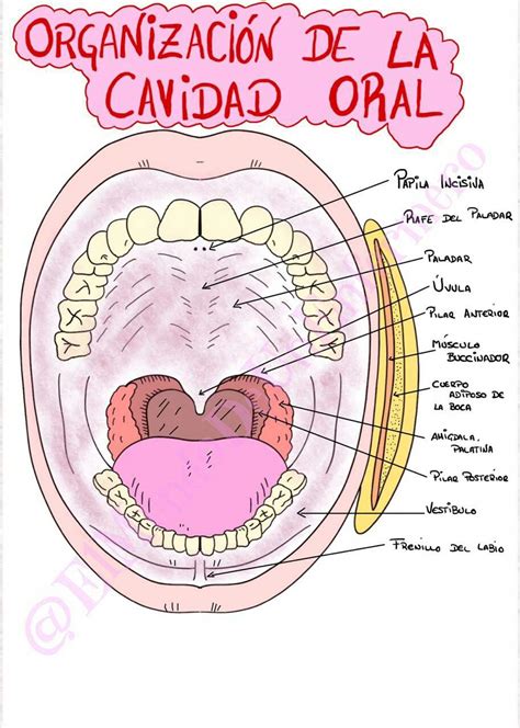 Anatomía de la cavidad oral Cavidad oral Anatomía dental Anatomia y