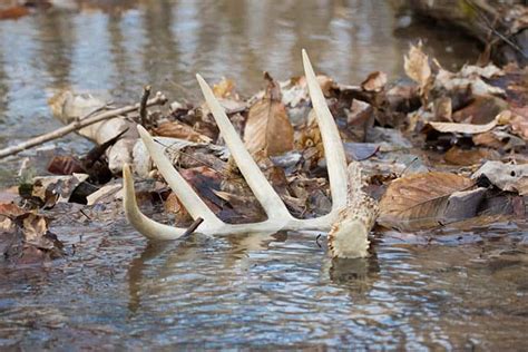 How To Clean Deer Antlers How To Efficiently Clean Deer Antlers