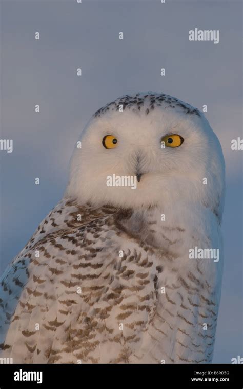 Snowy Owl Nyctea Scandiaca Portrait Stock Photo Alamy