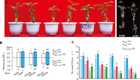 项目文章plant Physiology If 8 西北农林黄建课题组发现菌根共生提高酸枣抗盐新机 哔哩哔哩