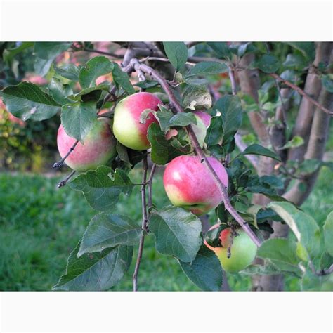 Продаю сезонные яблоки, купить сезонные яблоки, Тульская обл — Agro-Russia