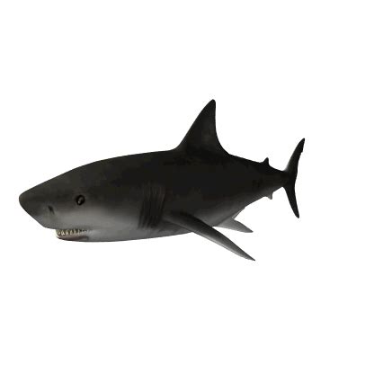 Download Animal Shark Gif