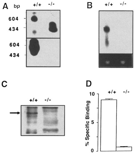 Analysis Of PRLR MRNA Protein And Binding In PRLR Mice A RNA