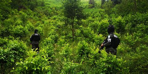 135 Mil Plantas De Coca Son Incautadas En Olancho STN HONDURAS