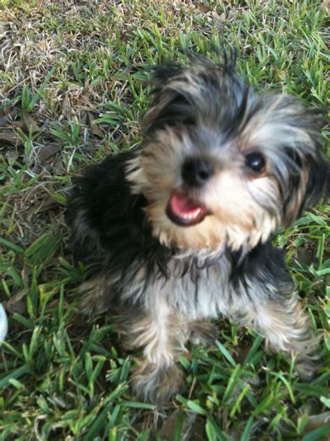 Morkie dogs – Artofit
