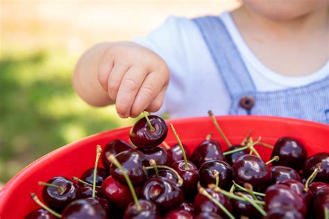 Cherry Picking Pre-Register – Cherryhill Orchards